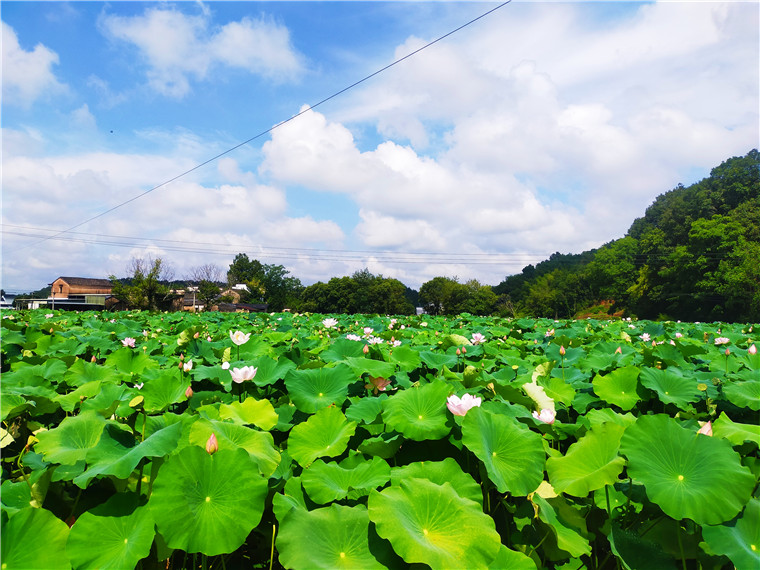休宁县：遍地荷花别样红